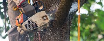 Best Commercial Tree Services  in Sunnyvale, CA