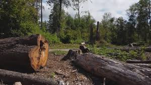 Best Firewood Processing and Delivery  in Sunnyvale, CA