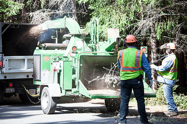 How Our Tree Care Process Works  in  Sunnyvale, CA