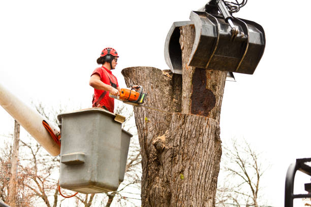 Best Palm Tree Trimming  in Sunnyvale, CA